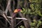 Brown-winged kingfisher