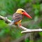 Brown-winged Kingfisher