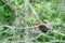 Brown-winged Kingfisher ,Beautiful bird perching on branch as ba