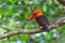 Brown-winged Kingfisher bird