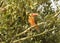 Brown winged kingfisher on the tree branch