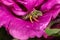 Brown-winged Striped-sweat Bee on Hibiscus Flower