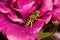 Brown-winged Striped-sweat Bee on Hibiscus Flower