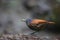 Brown-winged whistling thrush