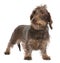 Brown Wire-haired dachshund (3 yeras old)