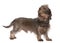 Brown Wire-haired dachshund