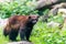 Brown wolverine outside on green background