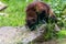 Brown wolverine outside on green background