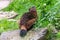 Brown wolverine outside on green background