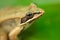 Brown wood frog on green waterlily leaf in nature