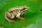 Brown wood frog on a waterlily in a pond in nature