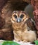 Brown wood owl, Strix leptogrammica