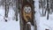 Brown wood-stained owl carved into the bark of a tree in a snowy Canadian forest