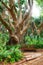 Brown wooden bench on a pathway in a luscious green public park. A thriving forest is the perfect example of the beauty