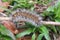 Brown woolly caterpillar on natural plant background