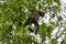 Brown woolly monkey, common or Humboldts woolly monkey, Lagothrix lagothricha