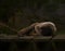 Brown woolly monkey sleeping