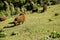 brown woolly sheep in green grass in New Zealand countryside