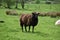 Brown Wooly Sheep in a Field on a Farm