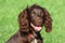 A brown working type cocker spaniel pet gundog