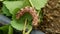 Brown worm on grape Leaves.