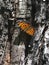 The brown Wren butterfly Latin: Aglais urticae, Nymphalis urticae rests on the bark of a tree