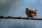 Brown wren (Troglodytes troglodytes) perched atop a tree branch