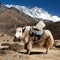 Brown yak and mount lhotse - Nepal