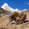 Brown yak and mount Pumo ri - Nepal Himalayas mountains