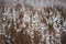 Brown-yellow dry grass covered with white snow close-up. Natural background. Autumn or winter texture