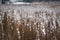 Brown-yellow dry grass covered with white snow close-up. Natural background. Autumn or winter texture