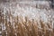 Brown-yellow dry grass covered with white snow close-up. Natural background. Autumn or winter texture