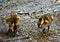 Brown and yellow ducklings searching for food on the wet ground