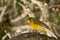 Brown and yellow female Atlantic Canary bird Serinus canaria