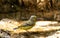 Brown and yellow female Atlantic Canary bird Serinus canaria