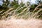 Brown and yellow grass waves on wind in field selective focus over blurred green forest background. Yellow ears of reed ordinary