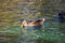 Brown and yellow mallard ducks swimming in glistening blue lake water at Kenneth Hahn Park