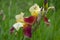 brown and yellow multicolor flowers of iris