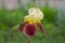 brown and yellow multicolor flowers of iris