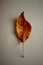 Brown yellow spotted apple leaf on a beige leather table