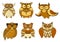 Brown and yellow spotted forest owl birds
