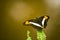 Brown, yellow and white butterfly with open wings sitting on a green fern leaf close-up macro