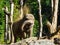 Brown young african elephant throwing sand with his trunk and creating a sand shower playful animal behavior