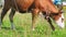 A brown young bull eats grass in a meadow on a sunny day.