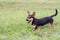 Brown young dachshund with big ears standing on green grass on field