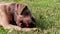 Brown young dog chewing on a stick. Close up video