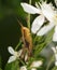 Brown young grasshopper on a grass