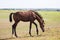 Brown young horse or colt grazing on the field
