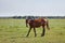 Brown young horse or colt grazing at a horse farm