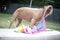 A brown young pit bull dog is pulling a pink towel on a white ma